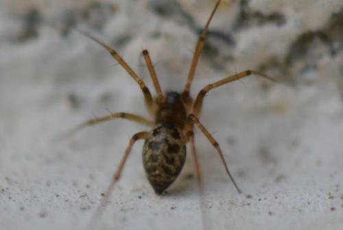 Réf. 310 747 : Tenuiphantes sp.